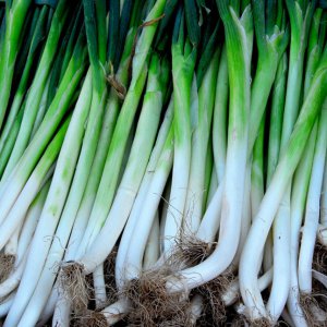 大蔥