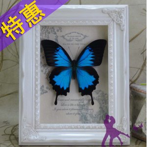 天堂鳳蝶 澳大利亞國蝶 真蝴蝶標(biāo)本 閨蜜生日結(jié)婚圣誕節(jié)禮物 包郵