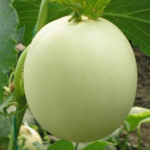 新鮮水果東臺玉菇瓜 青皮綠肉甜瓜香瓜凈重5斤（2~3只）包郵