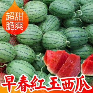 早春紅玉西瓜種子 日本進(jìn)口 早熟 皮薄紅壤 水果西瓜 禮品2號R