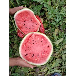 東臺西瓜 非8424 京欣西瓜很甜 新鮮現(xiàn)摘 頭茬 人工授粉 早瓜